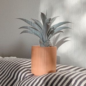 fake succulent plant